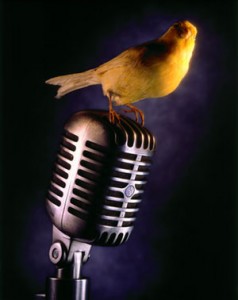 Picture of a bird on a microphone
